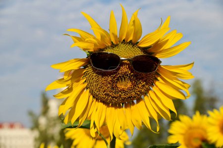 Fresh Yellow Sunflower wearing sunglasses blooming in the morning sun shine with nature background in the garden on blue sky, Thailand.