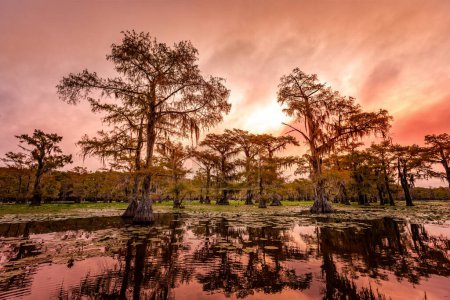 Foto de La belleza del lago Caddo con árboles y sus reflejos al amanecer - Imagen libre de derechos