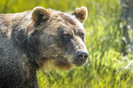 Closeup portrait of a brown bear in the alaskan wilderness