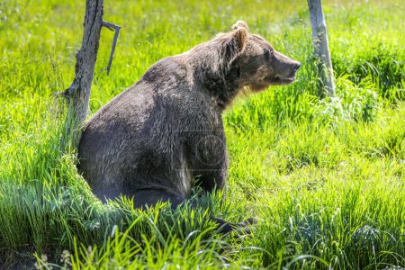 Retrato de primer plano de un oso pardo en el desierto de Alaska