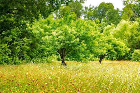 Meadow with wildflowers along a roadside in Texas