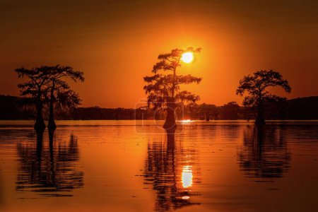 Sunrise with cypress trees in the swamp of the Caddo Lake State Park, Texas