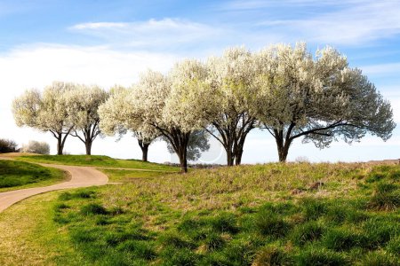 Schöne blühende Bradford Birnbäume im Frühling in Texas