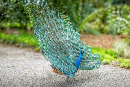 Un paon fait la roue, oiseau impressionnant avec des plumes impressionnantes