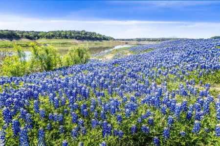Foto de Enorme prado cubierto de sombreros azules en Texas - Imagen libre de derechos