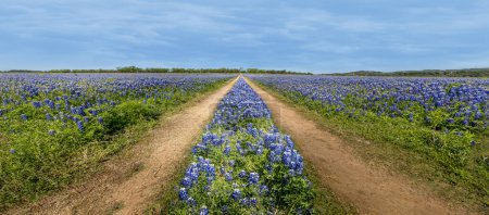 Blick über eine Wiese mit blauen Motorhauben und einem Feldweg durch die Wildblumen