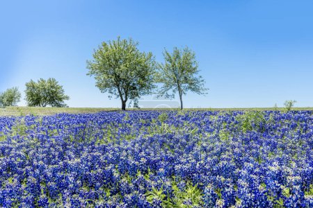 Wiese voller wunderschöner blauer Hauben im Texas Hill Country