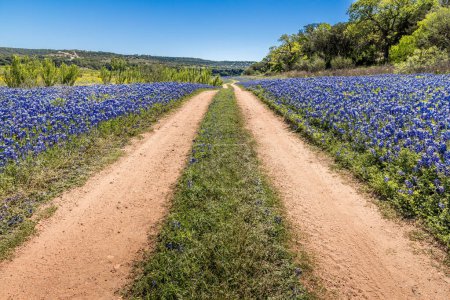 Foto de Camino de tierra a través de prados llenos de sombreros azules - Imagen libre de derechos