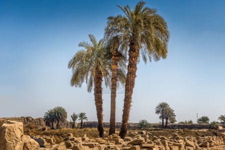 Palm trees behind the columned hall of Karnak, Luxor Egypt
