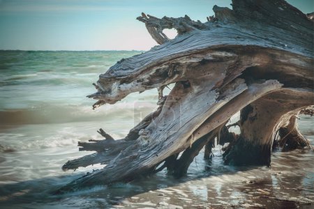 Árbol muerto en la playa de Sanibel Island, Florida, EE.UU.