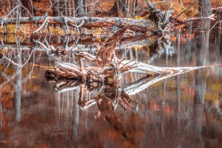 Un arbre mort dans les étangs de castors du parc national Acadia, Maine USA