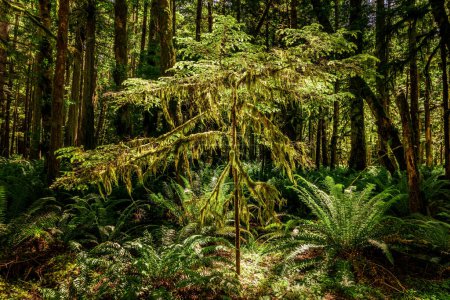 Saftig grüne Bäume und Farne im Hoh-Regenwald, Washington