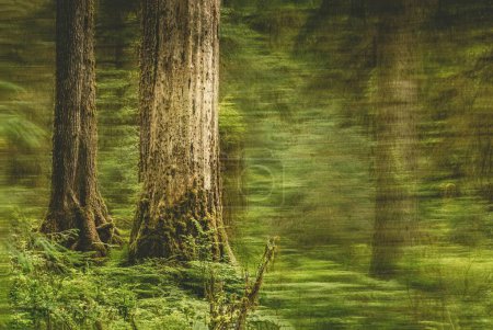 Zwei Bäume im Hoh-Regenwald, Olympic National Park, Washington