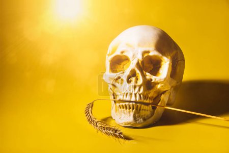 Concept of famine and global warming with a skull and a wheat straw