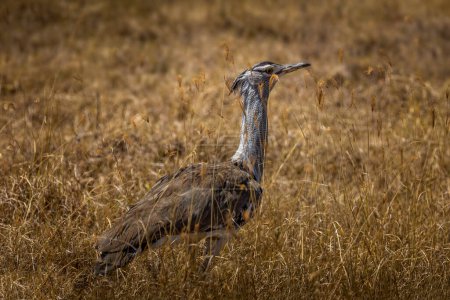 Kori Bustard bird en los pastizales del Parque Nacional Amboseli, Kenia