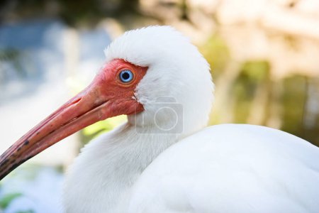 En gros plan. un ibis blanc américain