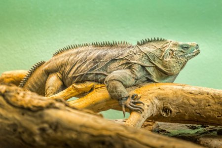 Iguana sitting on a thick wooden branch in a terrarium