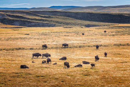 A herd of american bisons in the Yellowstone National Park, Wyoming USA