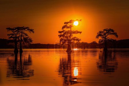Sonnenaufgang mit Zypressen im Sumpf des Caddo Lake State Park, Texas