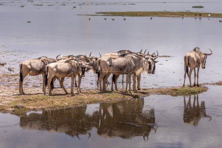 A group of gnus wading through standing water in the Amboseli National Park, Kenya