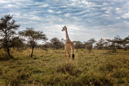 Eine Giraffe im Serengeti Nationalpark, Tansania