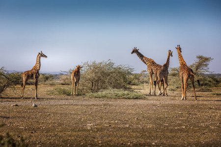 Un groupe de girafes broutant dans le parc national du Serengeti, en Tanzanie