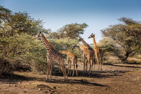 A group of giraffes grazing in the Serengeti National Park, Tanzania