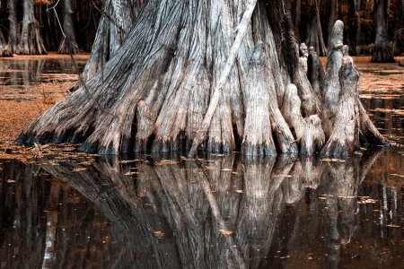 Tree trunk of a cypress tree and its reflection in the Caddo Lake, Texas