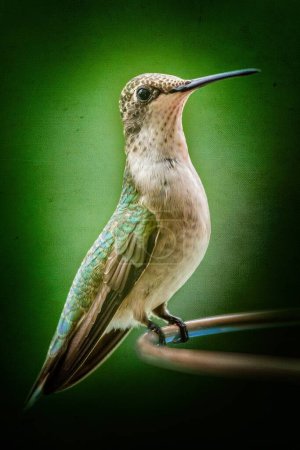 Schöne grüne Kolibri sitzt auf einem Kolibri-Futterhäuschen