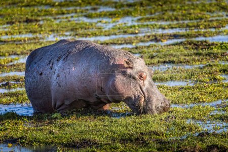Hipopótamo pastoreando en el Parque Nacional Amboseli, Kenia