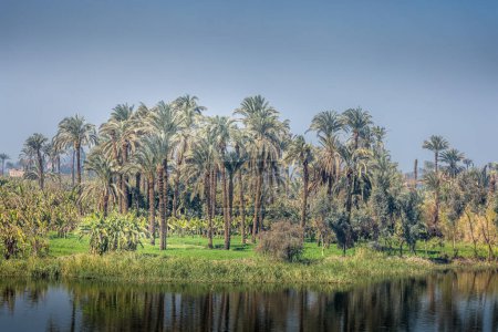 Téléchargez les photos : Palmiers le long de la rivière Nil par une journée ensoleillée - en image libre de droit