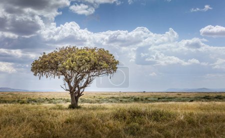 Árbol de salchicha africana, Kigelia africana en el amplio paisaje del Serengeti, Tanzania