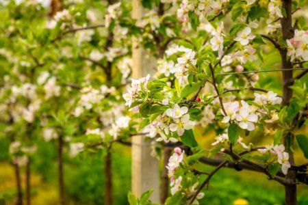 Photo for Espaliered blooming apple trees in northern Italy, spring time - Royalty Free Image