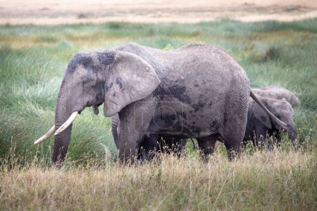 A family of elephants in the Serengeti National Park, Tanzania