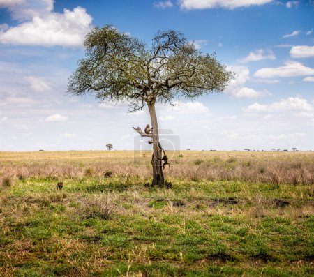Foto de Pintoresco paisaje africano con babuino, paraguas acacias espinas y montañas en el Serengeti, Tanzania - Imagen libre de derechos