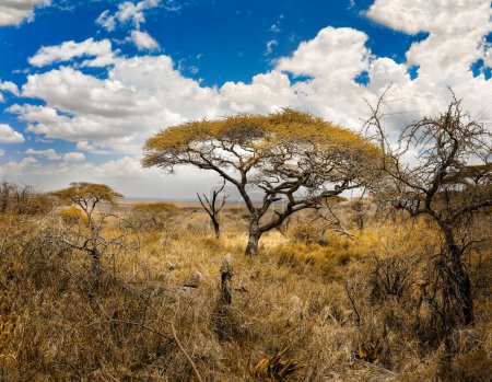 The scenic landscape in the Amboseli National Park, Kenya