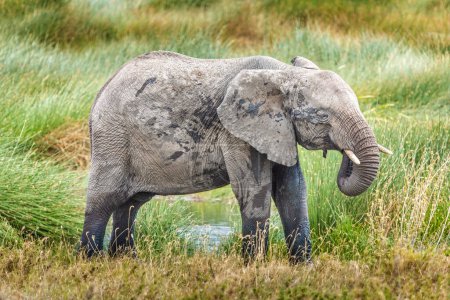 A juvenile elephant drinking water in the Serengeti, T