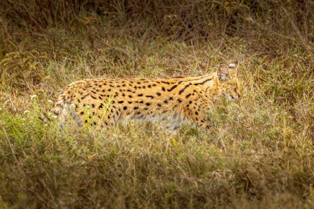 Eine Servalkatze in der Wildnis der Serengeti, Tansania