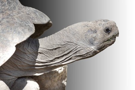 Profil eines alten Schildkrötenhalses