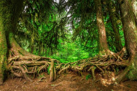 Verflochtene Wurzeln zweier alter Bäume im Hoh-Regenwald