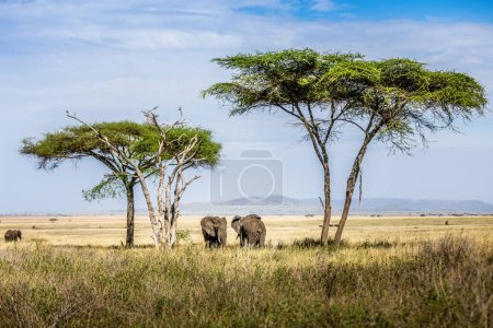 Foto de Pintoresco paisaje africano con elefantes, paraguas acacias espinas y montañas en el Serengeti, Tanzania - Imagen libre de derechos