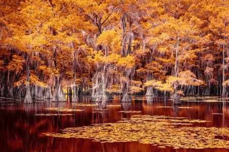 Mystic fairytale landscape at the Caddo Lake State Park, Texas