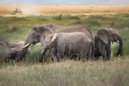 Eine Elefantenfamilie wandert durch die Savanne der Serengeti, Tansania