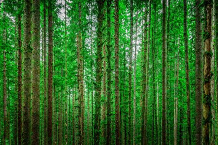 Grüne Energie im Hoh-Regenwald, sattgrüne Bäume und Farne