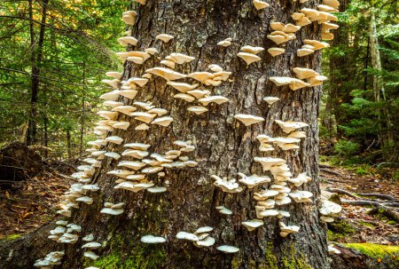 White mushrooms lined up a tree trunk in the Acadia National Park, Maine