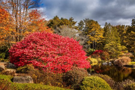 Idyllic liitle pond with colorful changing leaves in fall, New England