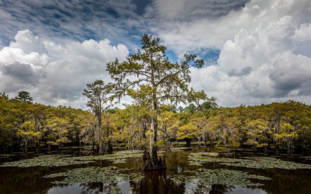 The magical landscape of the Caddo Lake, Texas