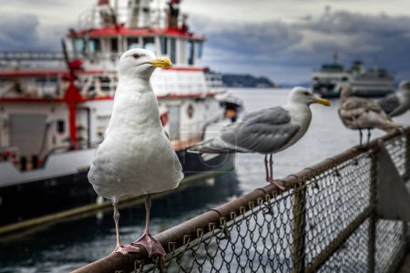 Portrait of a seagull looking towards a fishing boat, selective focus