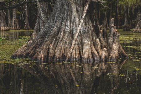 Las raíces de un ciprés en el lago Caddo, Texas