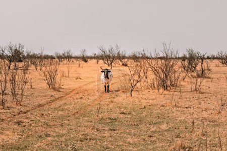 Texas Longhorn Rinderkuh, mit typischen langen Hörnern, während sie auf einer Weide steht 